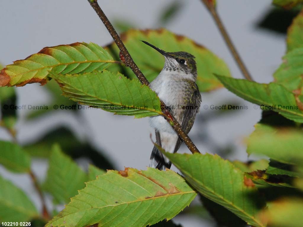 RTHU-1-BH_Ruby-throated-Hummingbird