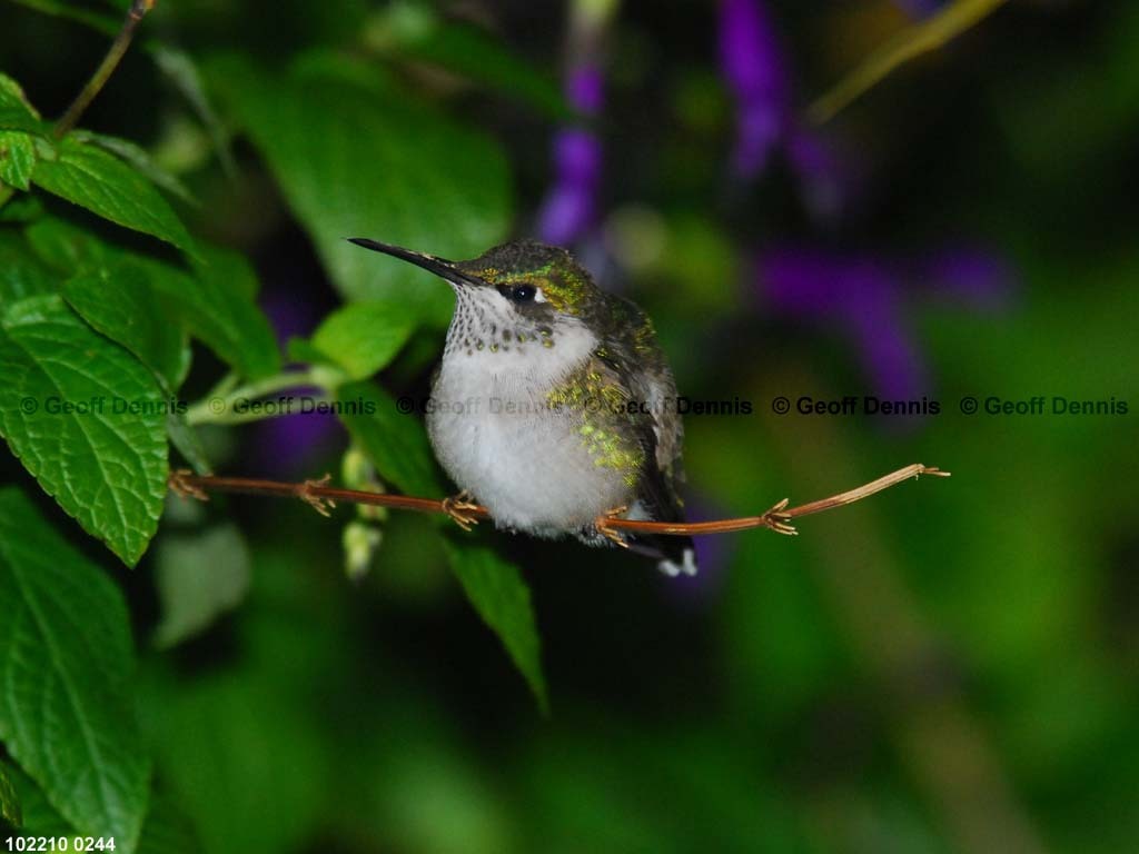 RTHU-1-BI_Ruby-throated-Hummingbird
