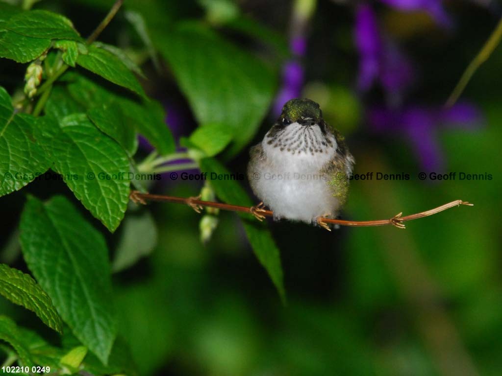 RTHU-1-BJ_Ruby-throated-Hummingbird