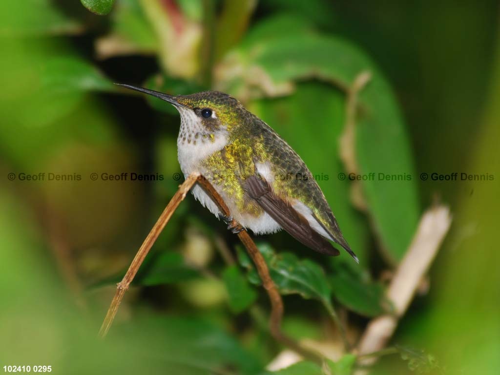 RTHU-1-BK_Ruby-throated-Hummingbird
