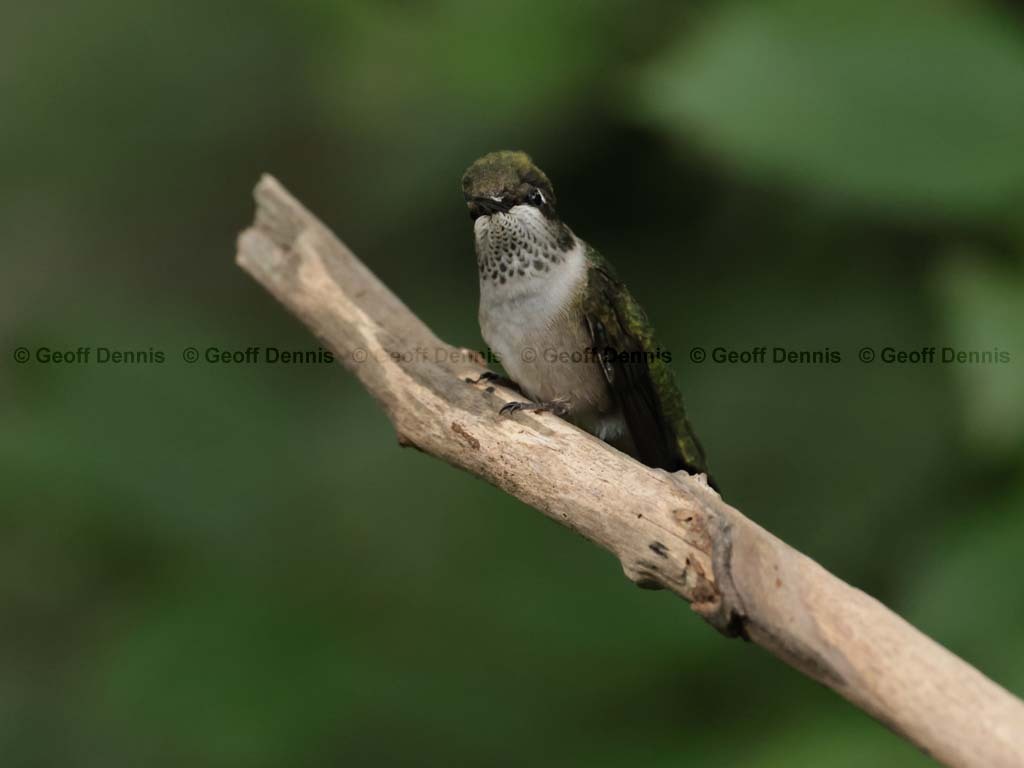 RTHU-1-BL_Ruby-throated-Hummingbird