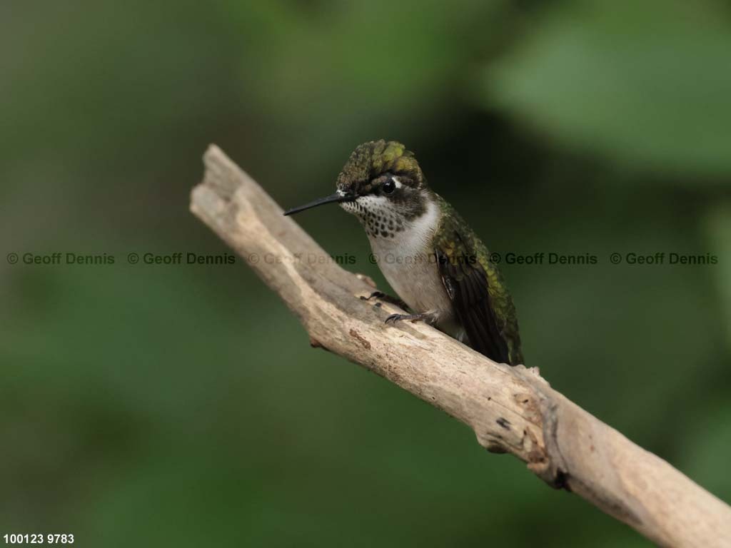 RTHU-1-BM_Ruby-throated-Hummingbird