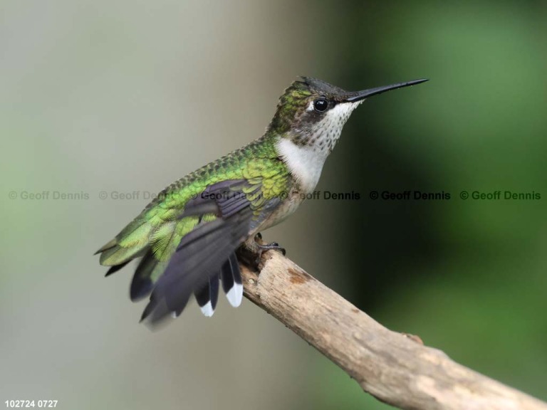 RTHU-1-BN_Ruby-throated-Hummingbird