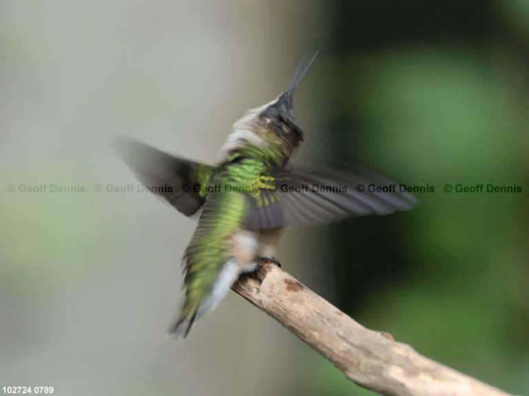 RTHU-1-BO_Ruby-throated-Hummingbird