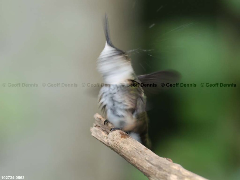 RTHU-1-BP_Ruby-throated-Hummingbird