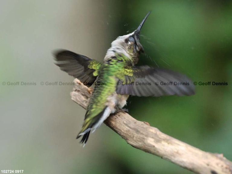 RTHU-1-BQ_Ruby-throated-Hummingbird