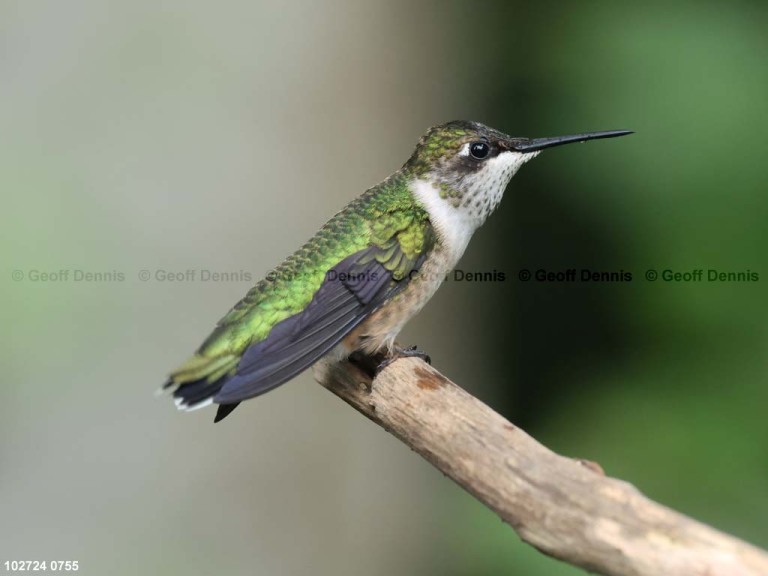 RTHU-1-BR_Ruby-throated-Hummingbird