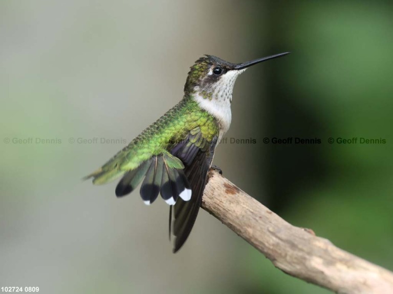 RTHU-1-BS_Ruby-throated-Hummingbird