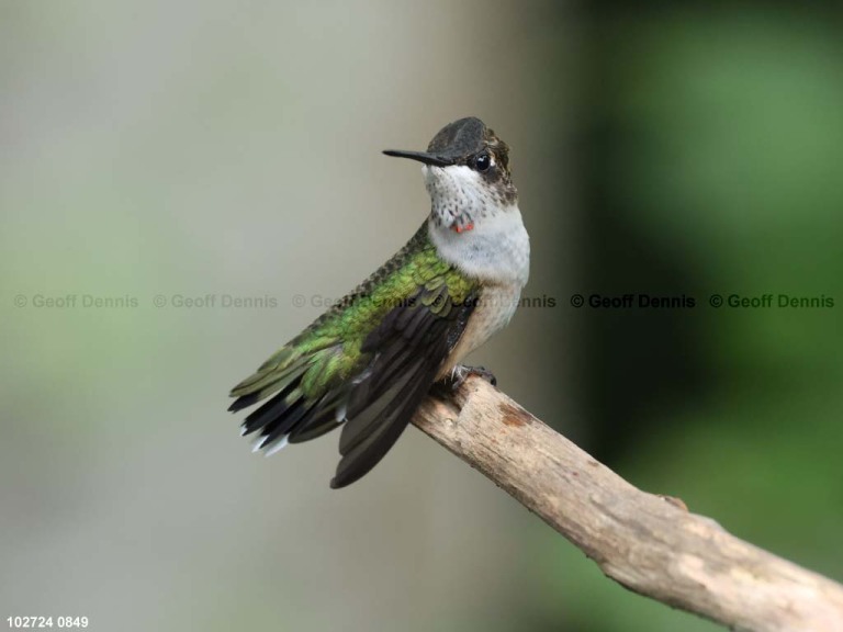 RTHU-1-BT_Ruby-throated-Hummingbird