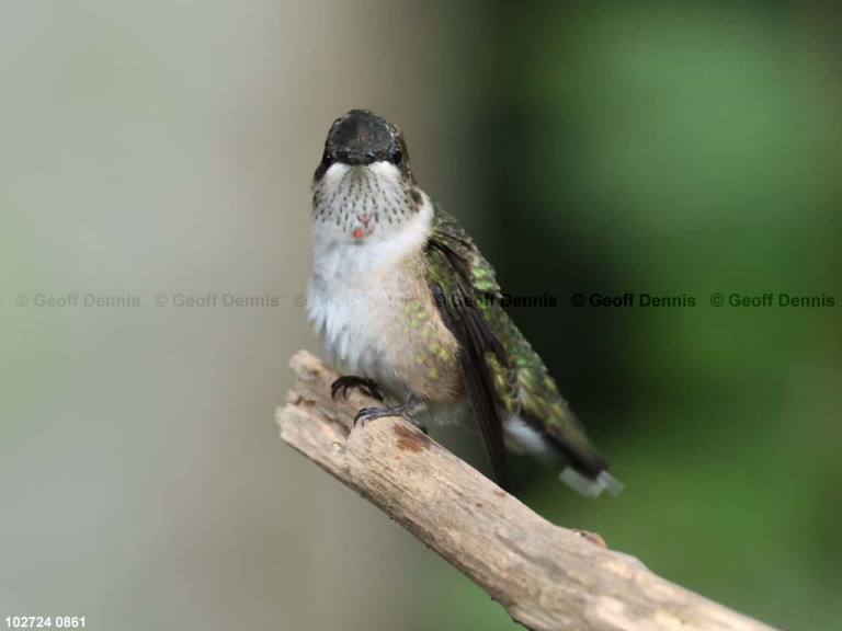 RTHU-1-BU_Ruby-throated-Hummingbird