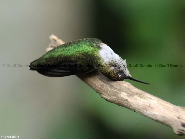 RTHU-1-BW_Ruby-throated-Hummingbird