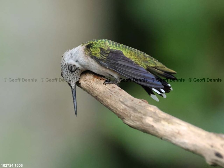 RTHU-1-BX_Ruby-throated-Hummingbird