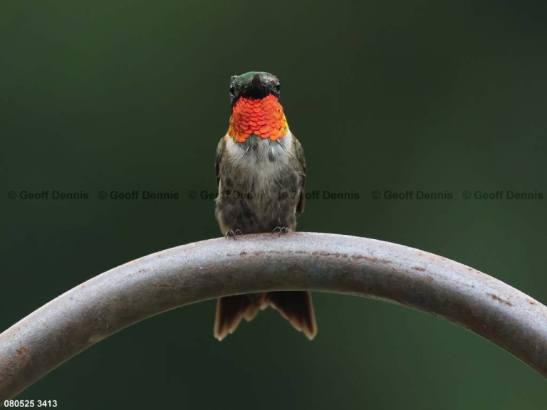 RTHU-1-BY_Ruby-throated-Hummingbird