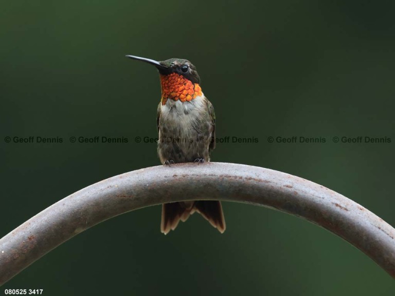 RTHU-1-BZ_Ruby-throated-Hummingbird