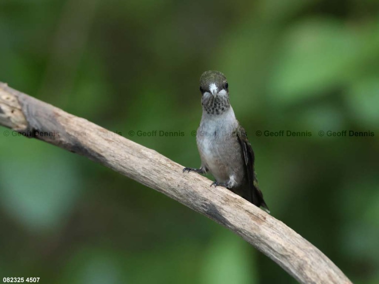 RTHU-1-CA_Ruby-throated-Hummingbird