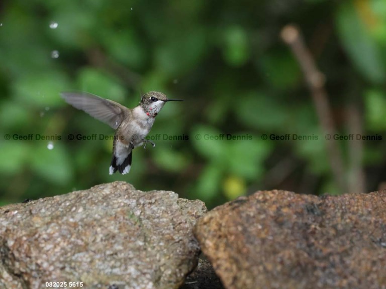 RTHU-1-CB_Ruby-throated-Hummingbird