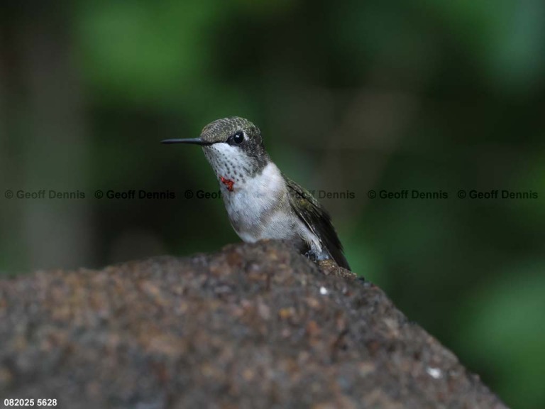 RTHU-1-CC_Ruby-throated-Hummingbird