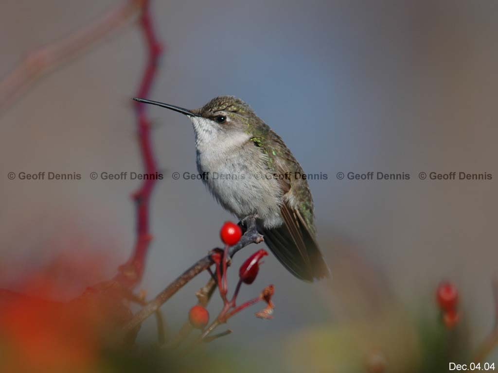 RTHU-4-AA_Ruby-throated-Hummingbird