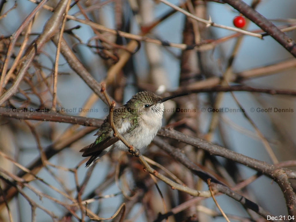 RTHU-4-AB_Ruby-throated-Hummingbird
