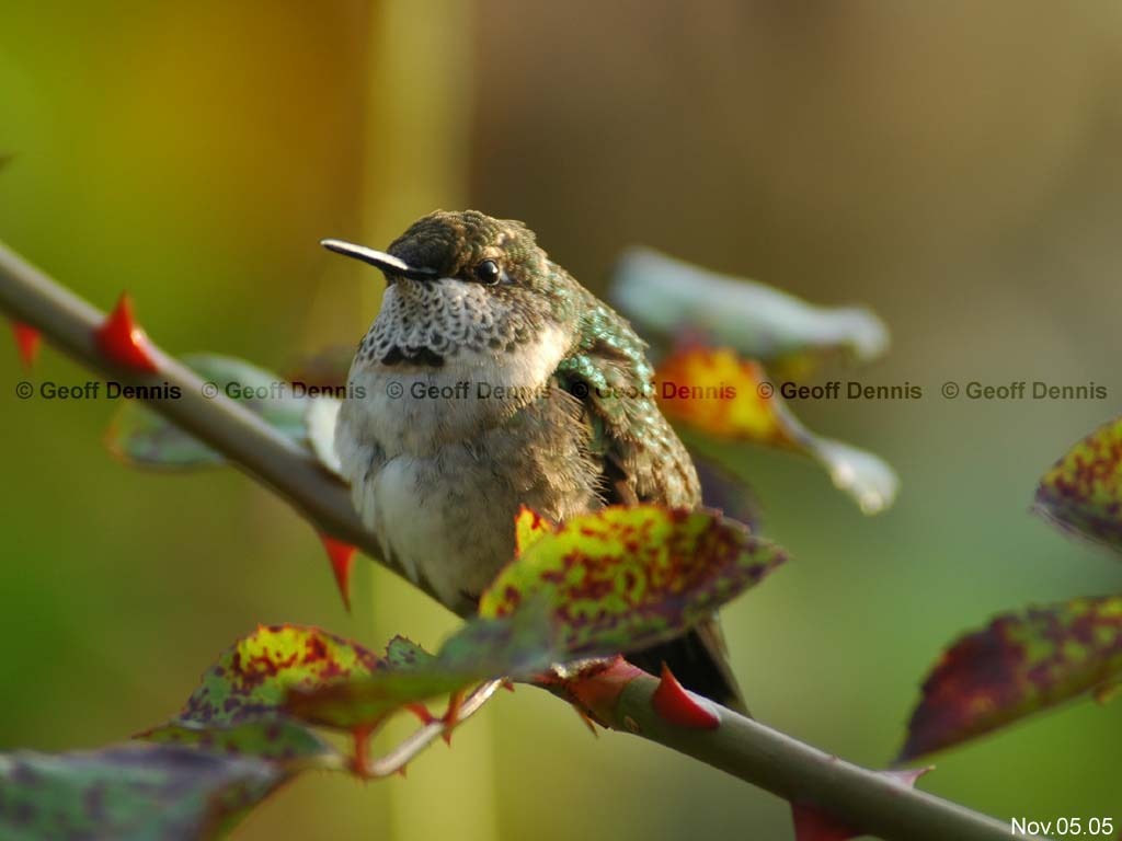 RTHU-4-AC_Ruby-throated-Hummingbird