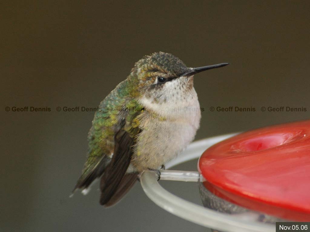RTHU-4-AD_Ruby-throated-Hummingbird