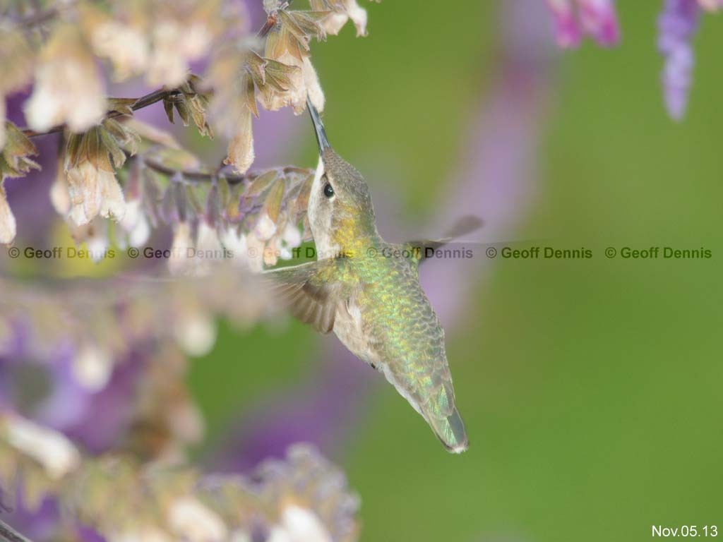 RTHU-4-AE_Ruby-throated-Hummingbird