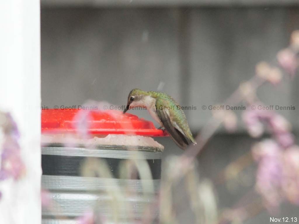 RTHU-4-AF_Ruby-throated-Hummingbird