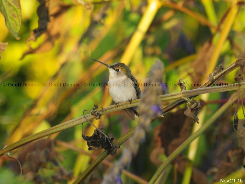 RTHU-4-AG_Ruby-throated-Hummingbird