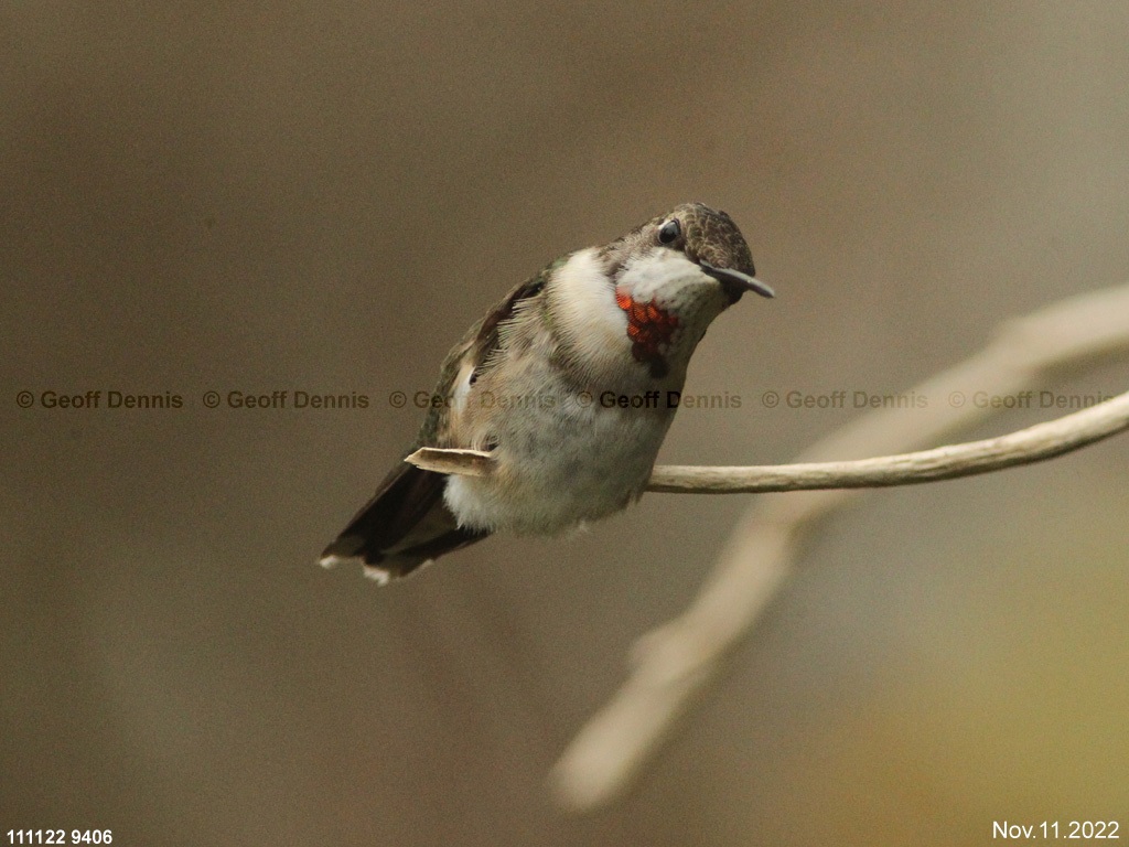 RTHU-4-AH_Ruby-throated-Hummingbird