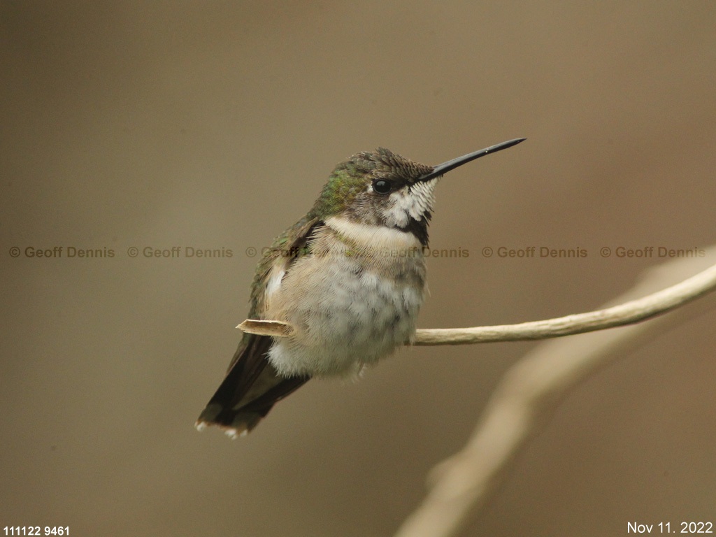 RTHU-4-AI_Ruby-throated-Hummingbird