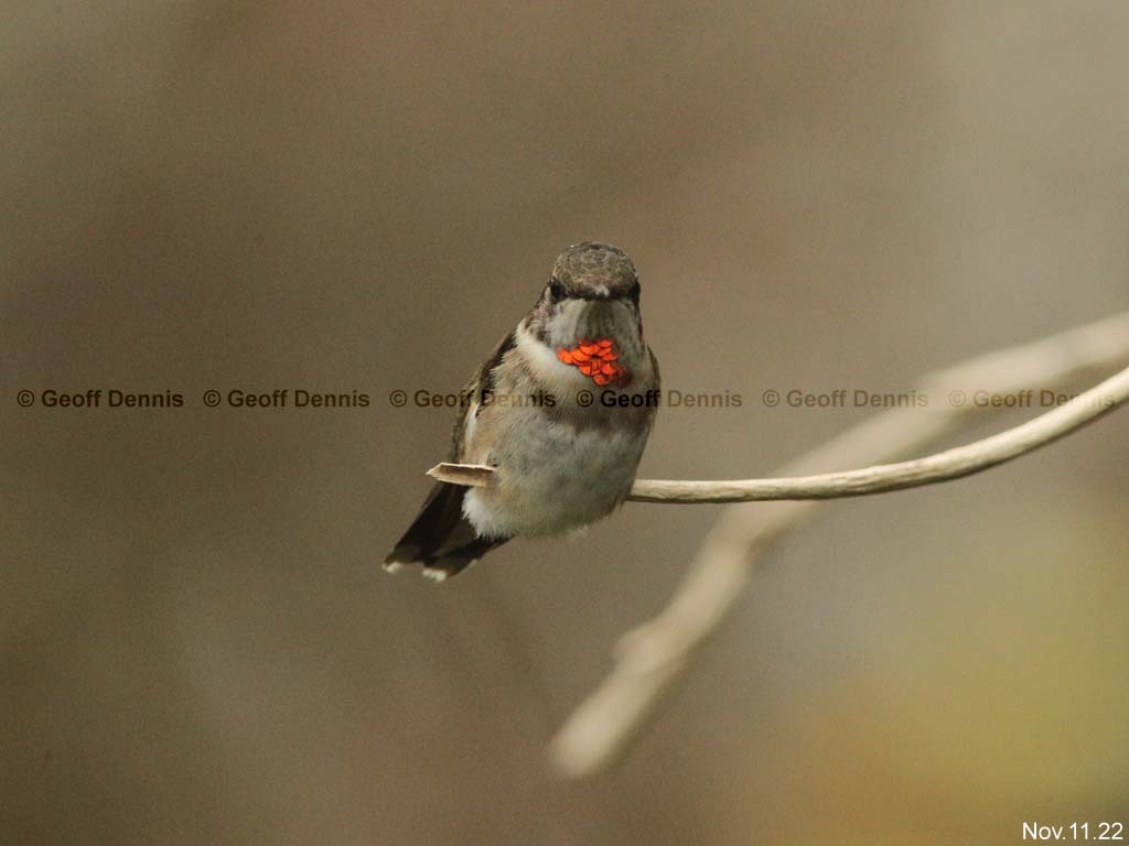 RTHU-4-AJ_Ruby-throated-Hummingbird