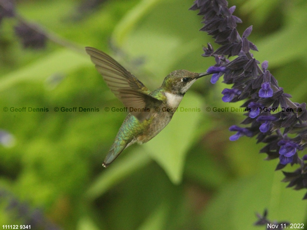 RTHU-4-AK_Ruby-throated-Hummingbird
