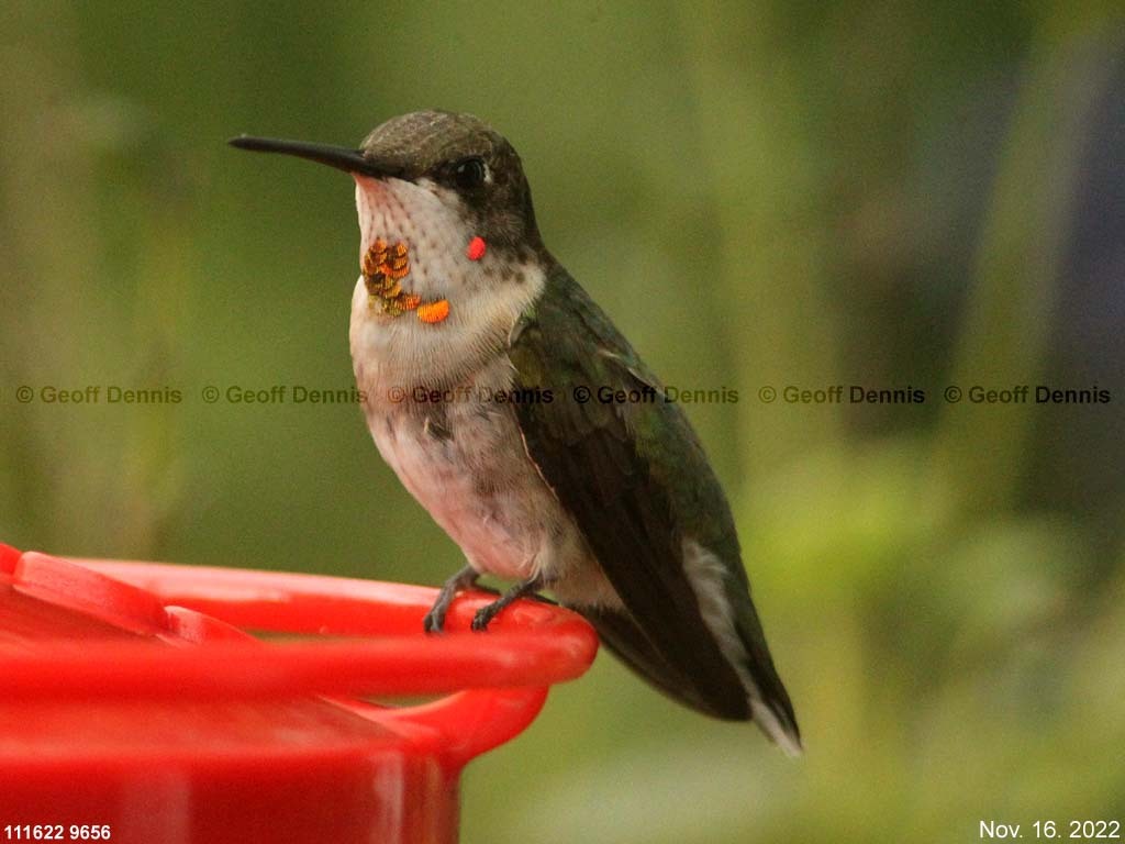 RTHU-4-AL_Ruby-throated-Hummingbird