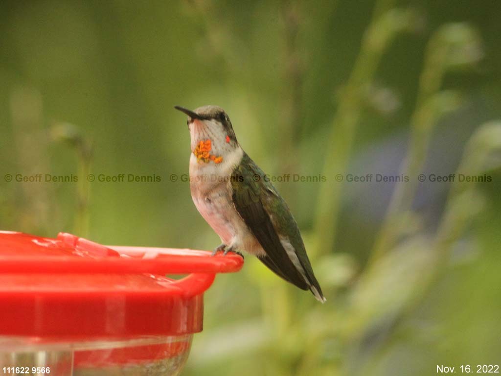 RTHU-4-AM_Ruby-throated-Hummingbird