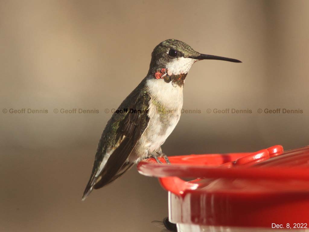RTHU-4-AN_Ruby-throated-Hummingbird