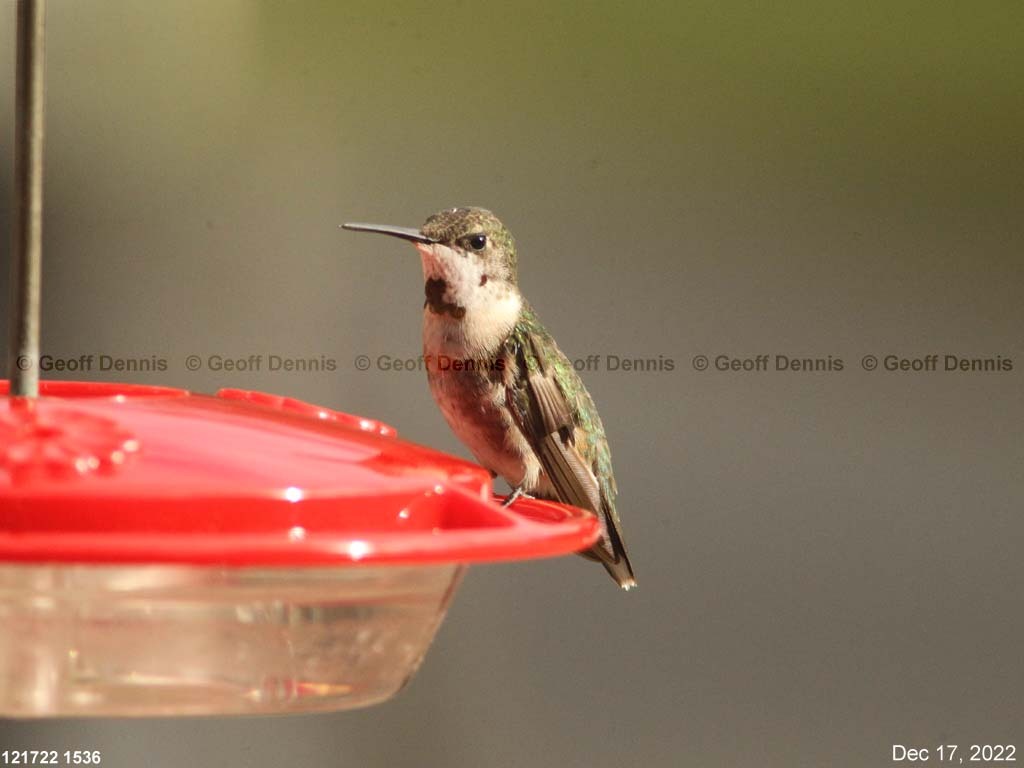 RTHU-4-AO_Ruby-throated-Hummingbird