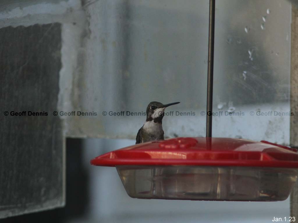 RTHU-4-AP_Ruby-throated-Hummingbird