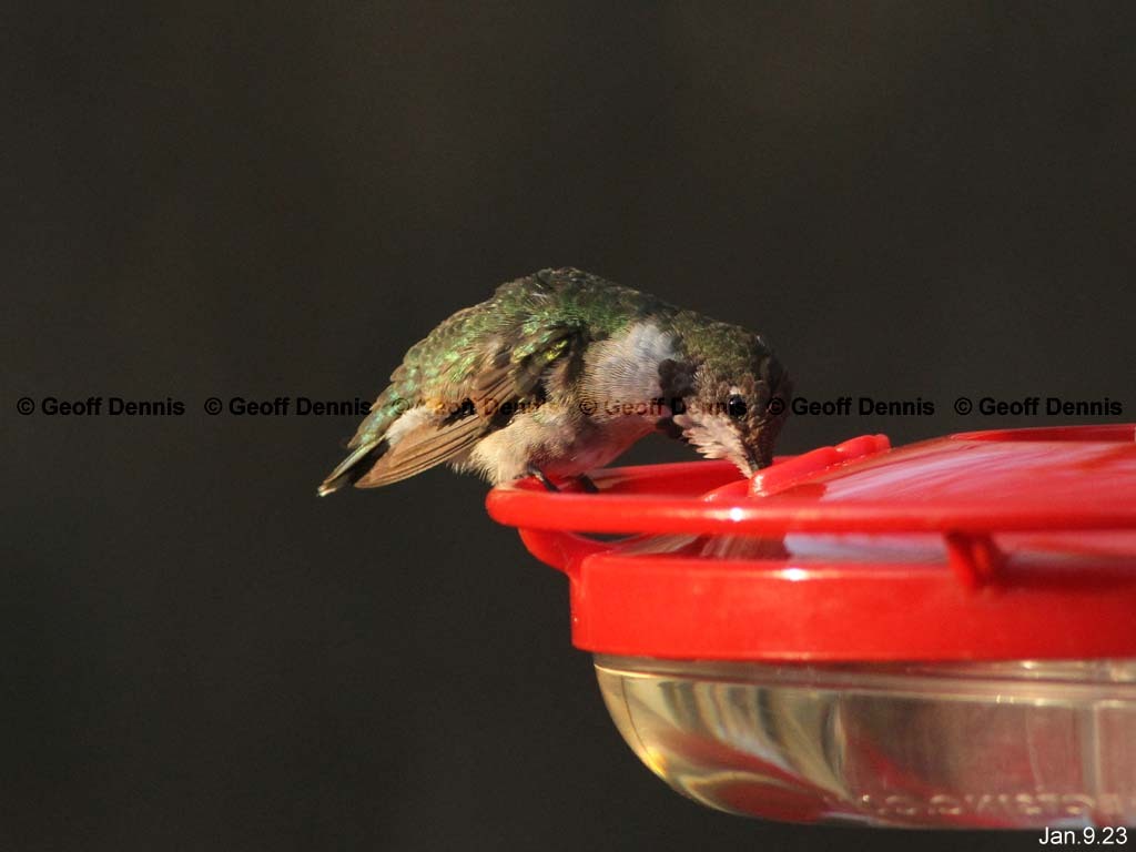 RTHU-4-AQ_Ruby-throated-Hummingbird