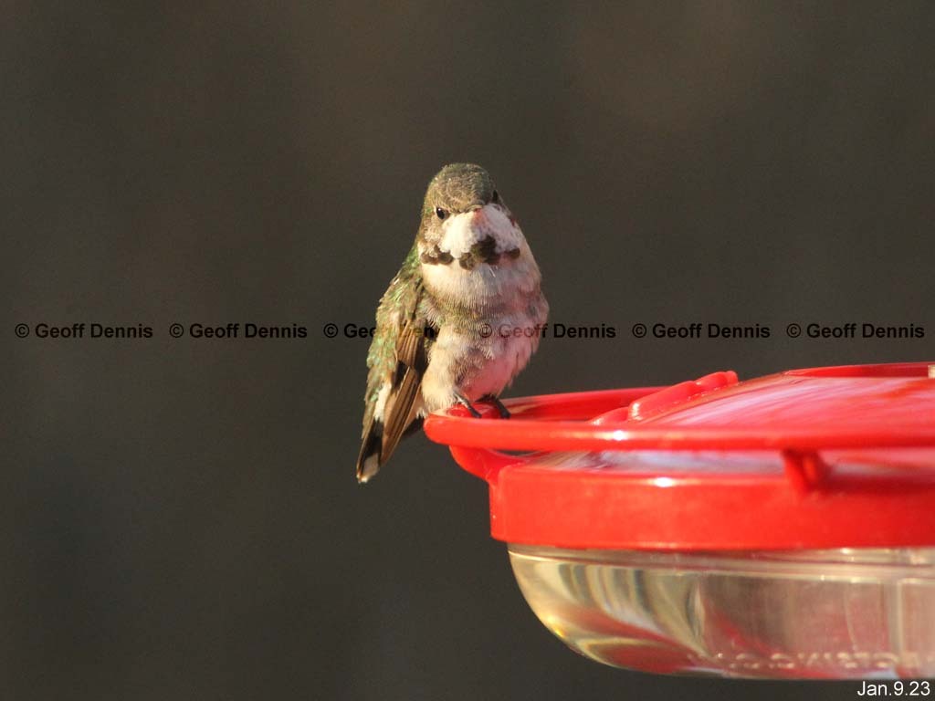 RTHU-4-AR_Ruby-throated-Hummingbird