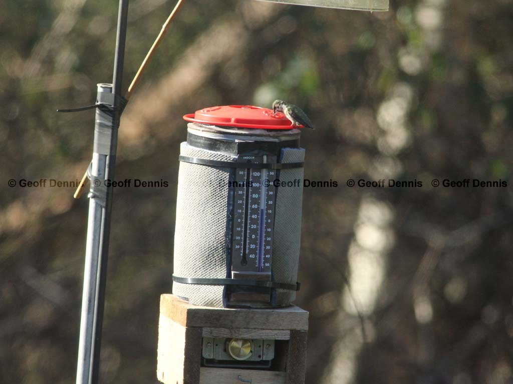 RTHU-4-AS_Ruby-throated-Hummingbird