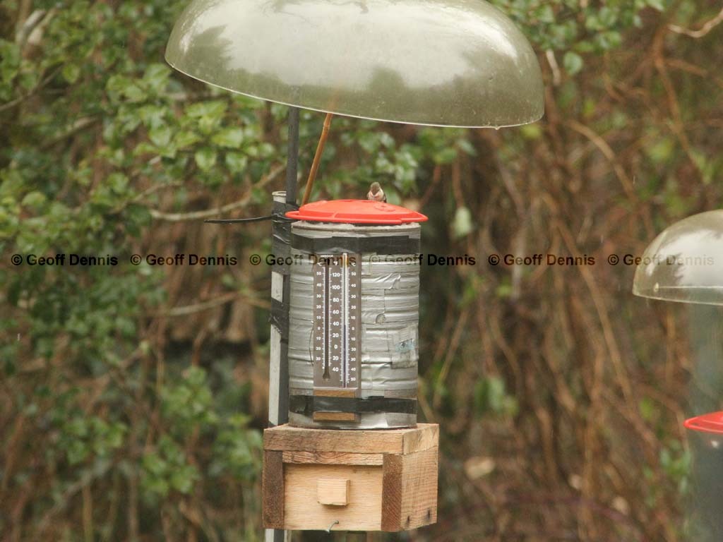 RTHU-4-AT_Ruby-throated-Hummingbird