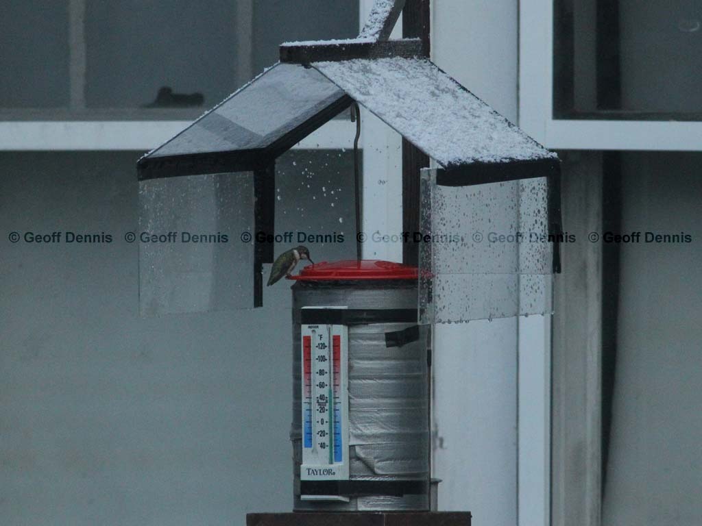 RTHU-4-AU_Ruby-throated-Hummingbird
