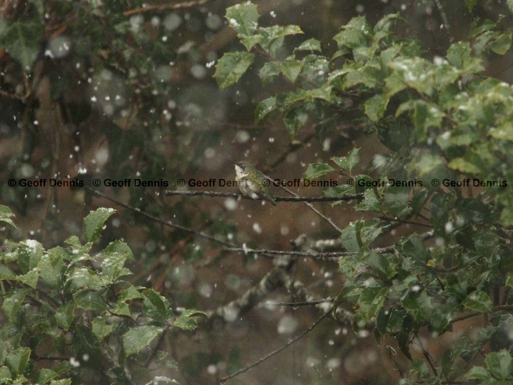 RTHU-4-AV_Ruby-throated-Hummingbird