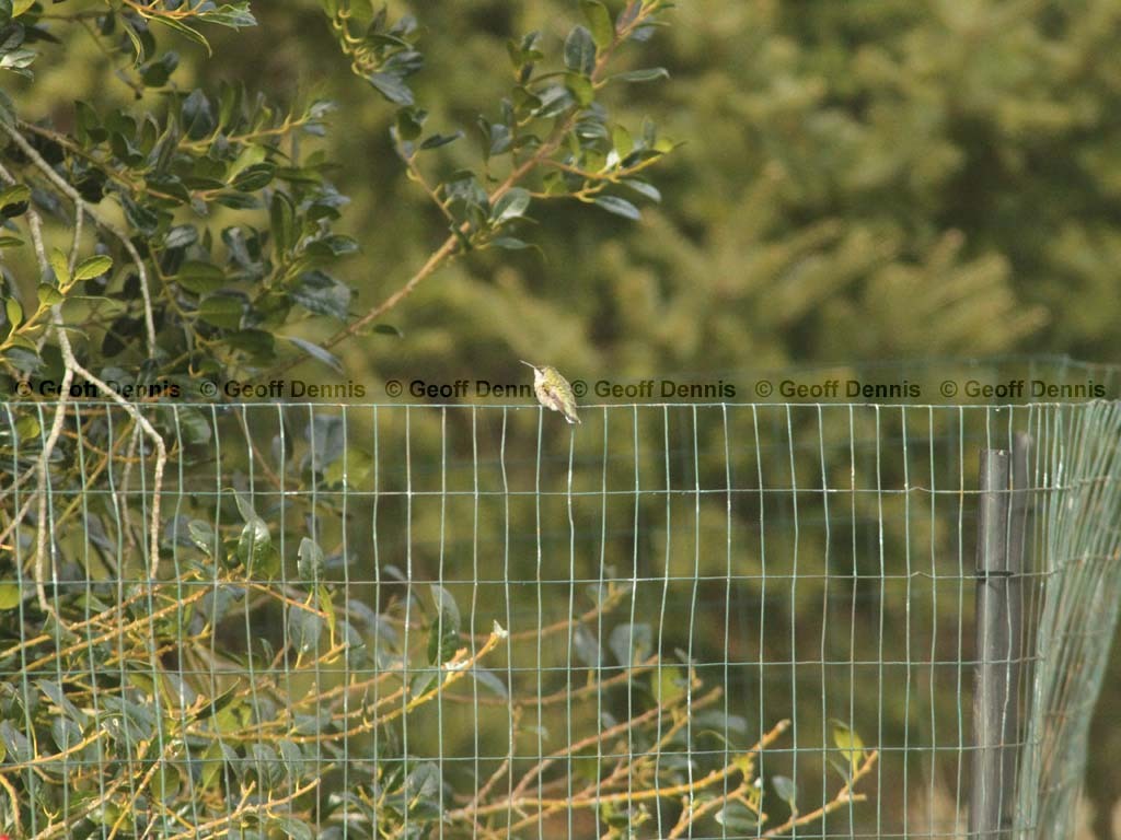 RTHU-4-AW_Ruby-throated-Hummingbird