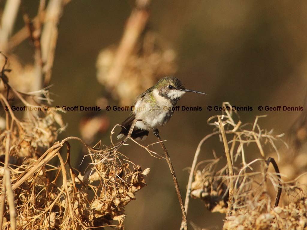 RTHU-4-AX_Ruby-throated-Hummingbird