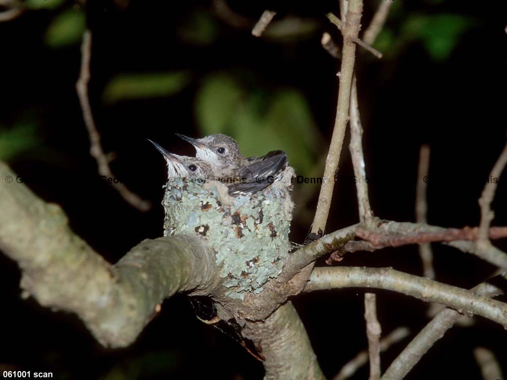 RTHU-3-AA_Ruby-throated-Hummingbird