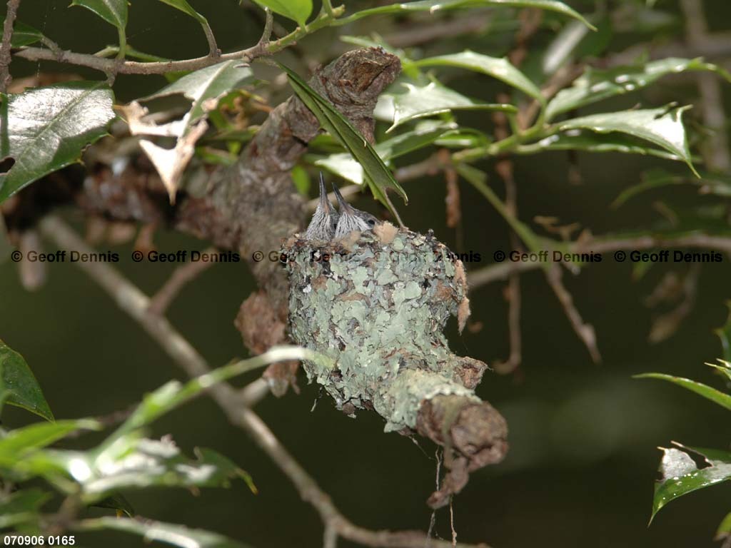 RTHU-3-AC_Ruby-throated-Hummingbird