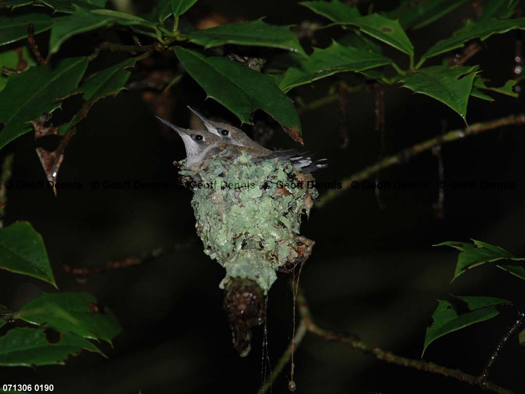 RTHU-3-AE_Ruby-throated-Hummingbird