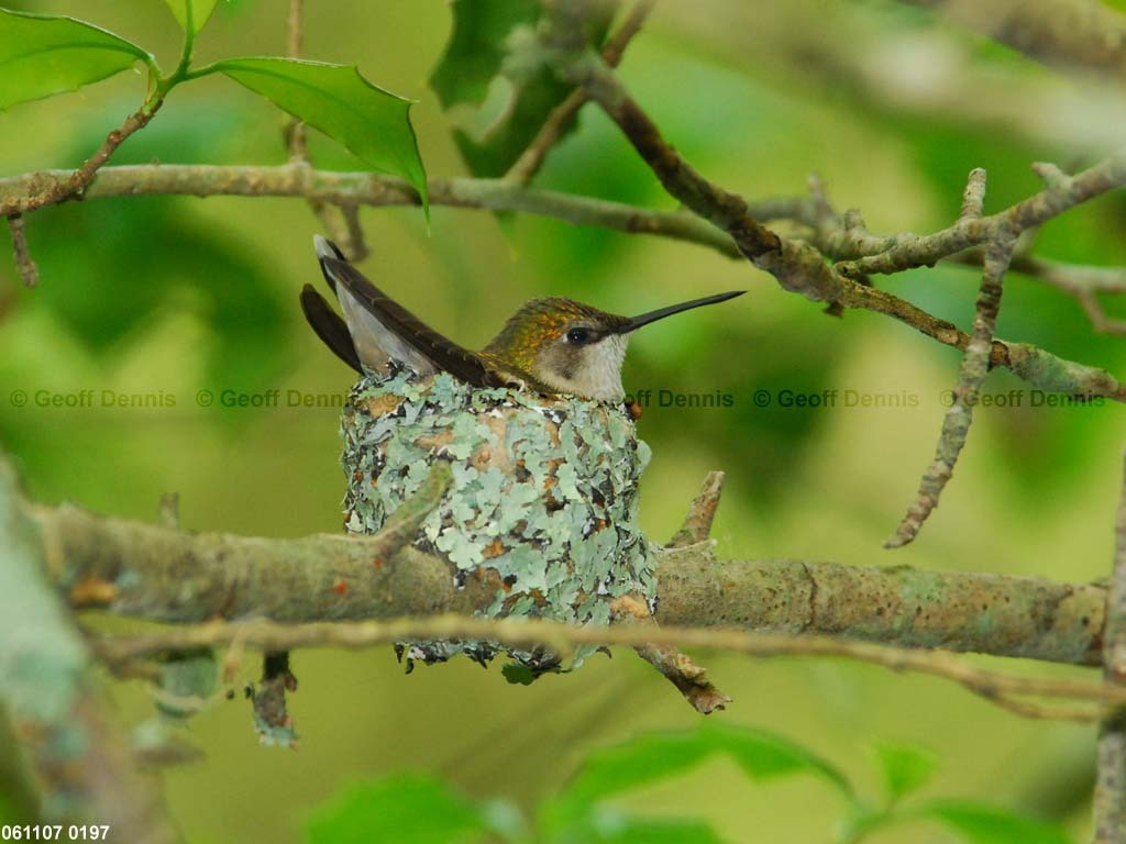 RTHU-3-AG_Ruby-throated-Hummingbird