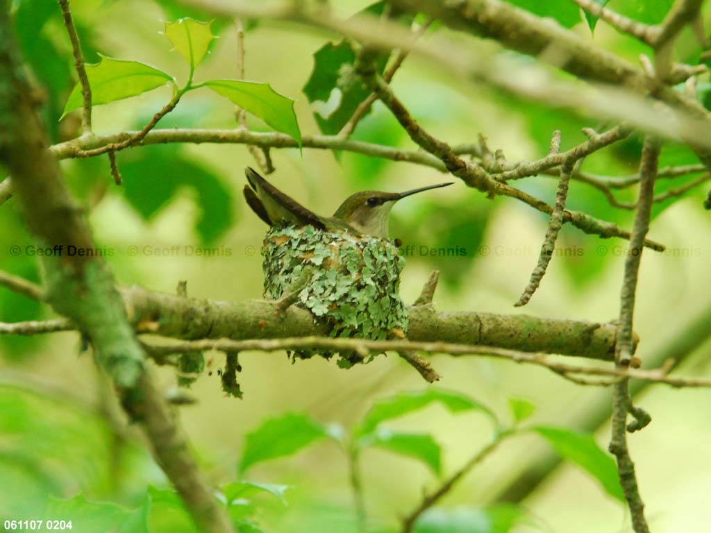 RTHU-3-AH_Ruby-throated-Hummingbird